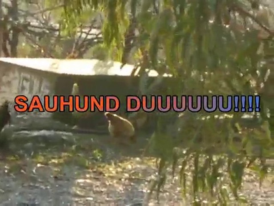 Die Hühner des Nachbarn... :-)))