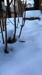 La Journée de la poule - MOBILE FILM FESTIVAL 2011