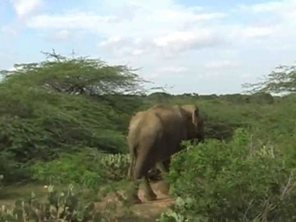 Sri Lanka Bundala National park