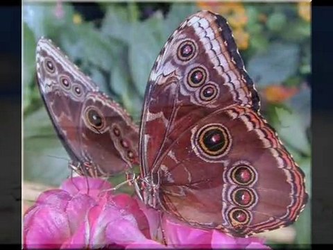 Aşkı Çaldım Hünkârım-Serkan Uçar (A. Baran Esin'in sesinden)