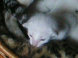 Li Chi et ses bébés a l'heure de manger.