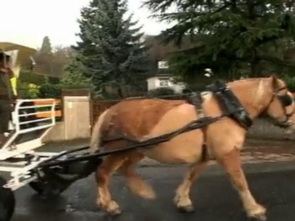 Collecte hippomobile de sapins de noel 2010 Saint Prix 95