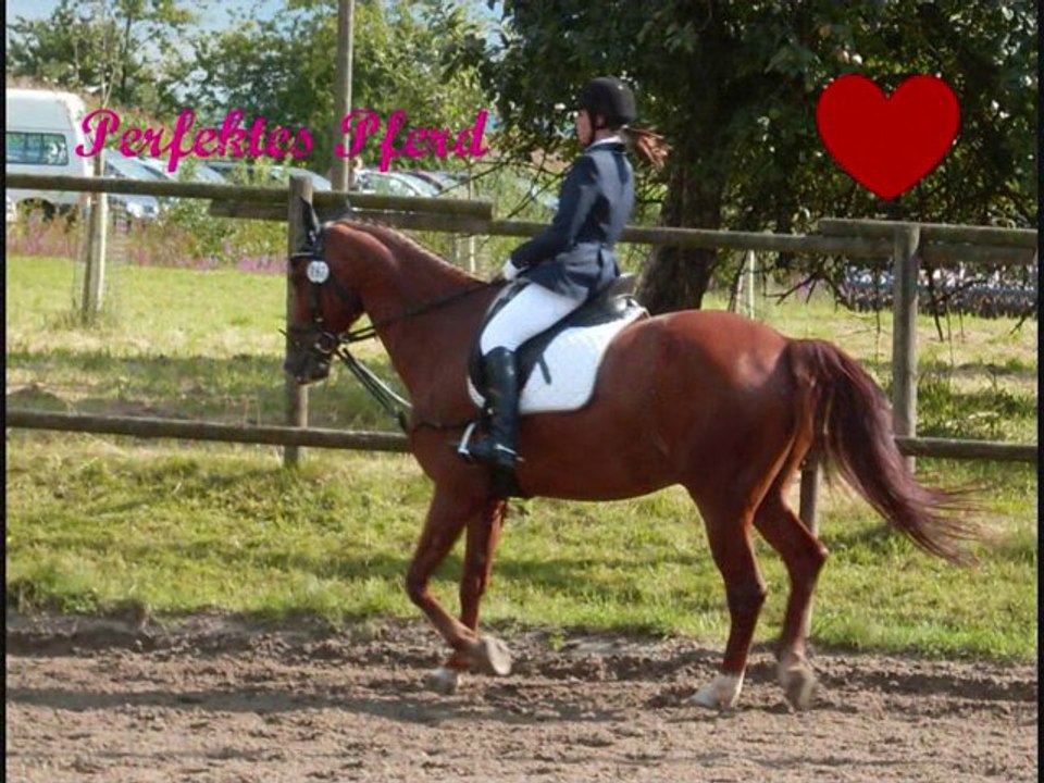 Meine Reitbeteiligung MIRO