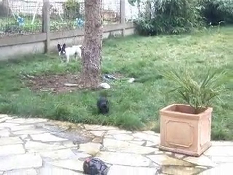 chiot bouledogue Français 2e portée