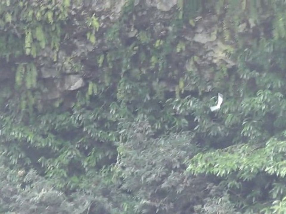 Paille en queue à Bassin la Paix