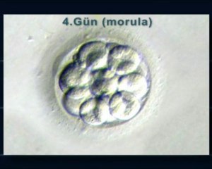 Embriyonun ilk günleri