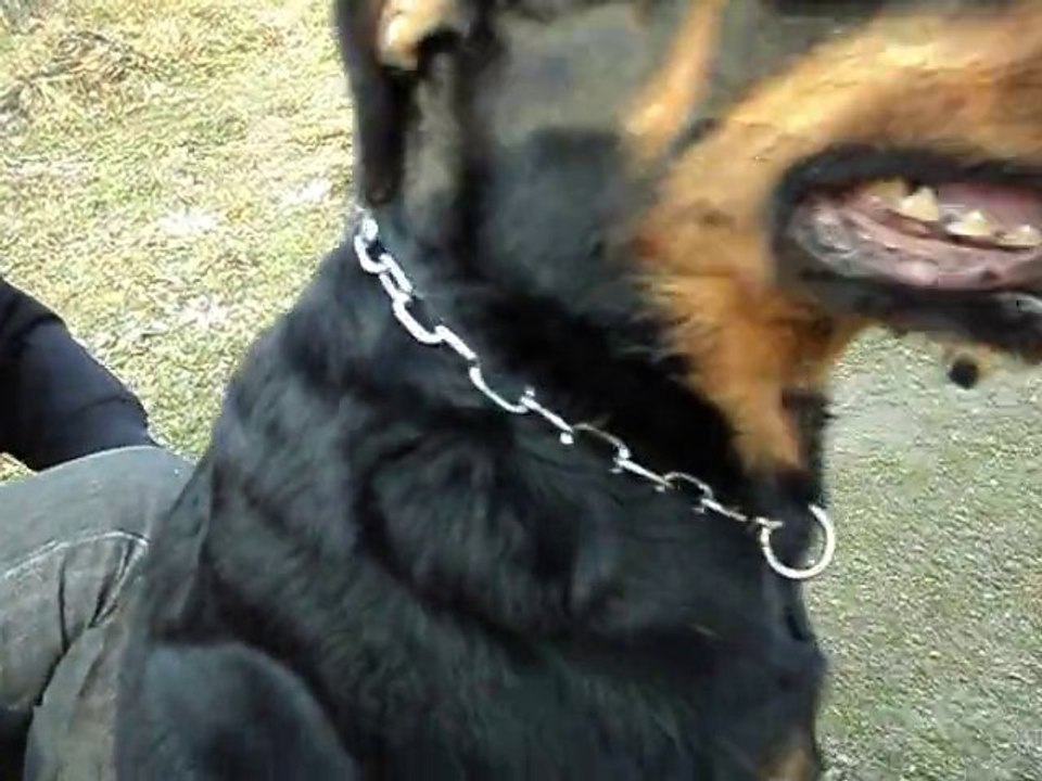 st alban dimanche 23 01 2011 022