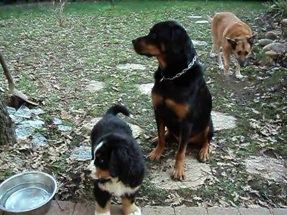 st alban dimanche 23 01 2011 023