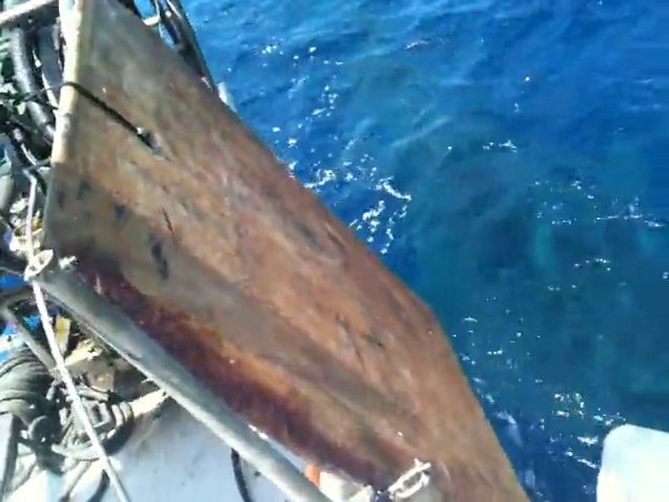 Requin Baleine
