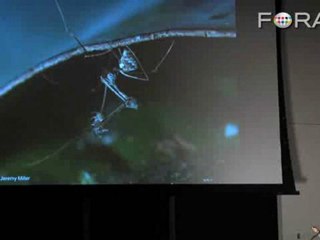 The Assassin: A Spider That Actively Hunts Other Spiders