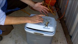 Cut Shad - How To Cut Shad For Catfish Bait - Learn To ...