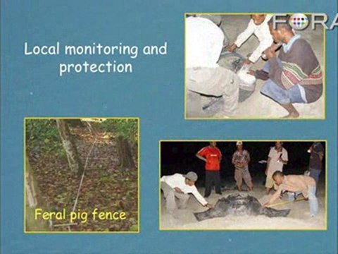 Endangered Turtle Brings Together Ecologists and Locals