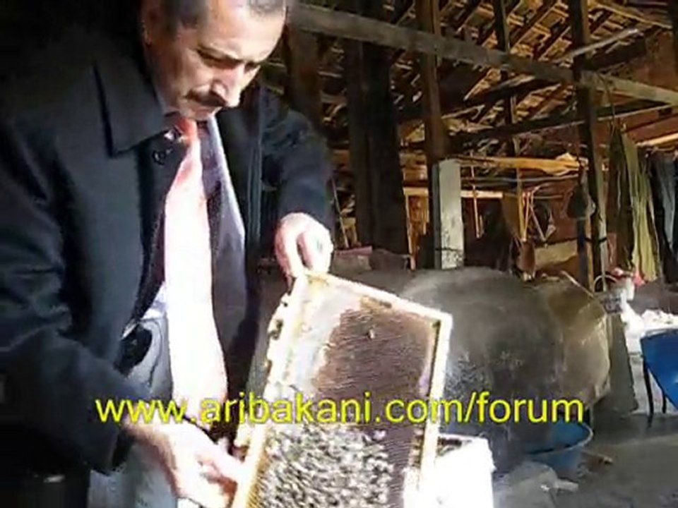 arıcılık videoları ve devşirme koloni