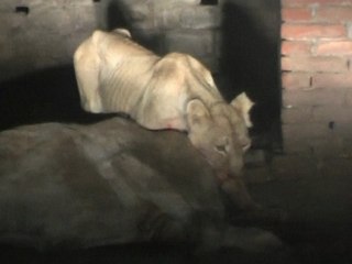 Lions Invade Villages and Attack Livestock in India's Punjab