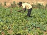 Crop Damage Affects Farmers in Eastern India