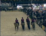 Cheval FRANCHES-MONTAGNES du Bois Naison Salon du cheval