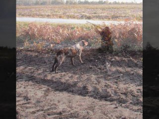 Projet crédit mutuel chasse terminé