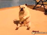 Il bulldog che balla la musica rap