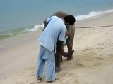 L'elefantino più tenero si diverte sulla spiaggia