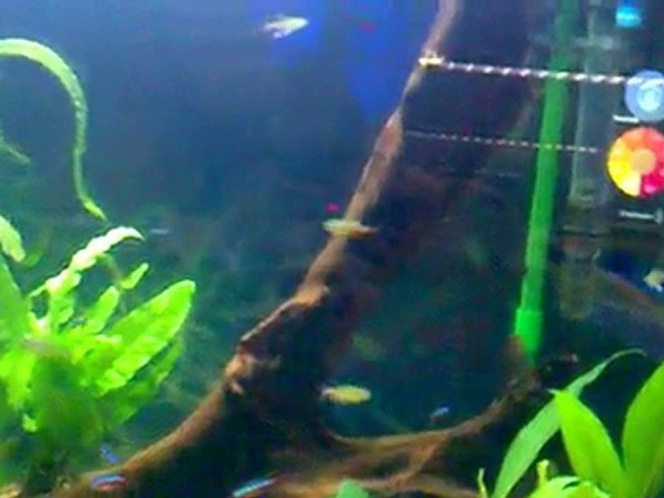 yeşil ateş tetra