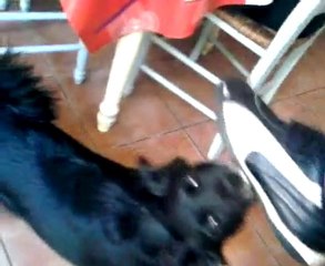 Bête Féroce: La Chienne Qui Me Mord 😱