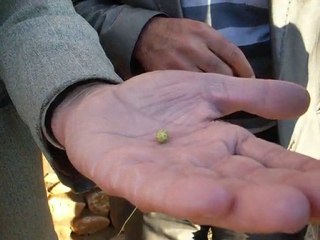 Dut Ağacı Kışın Meyve Tutunca Vatandaş Şifa Bekledi