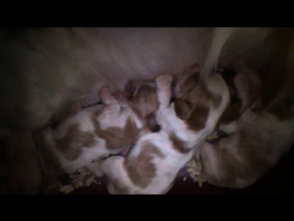 CHIOTS DOUCHKA