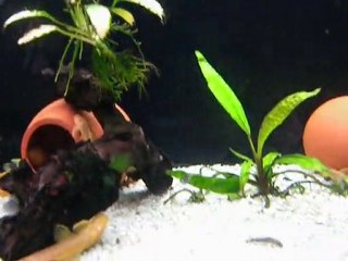 DUBOİSİ YAVRU VİDEO