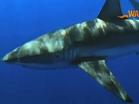 WAPALA Mag N°32: Sensations fortes en kitesurf, Windsurf au