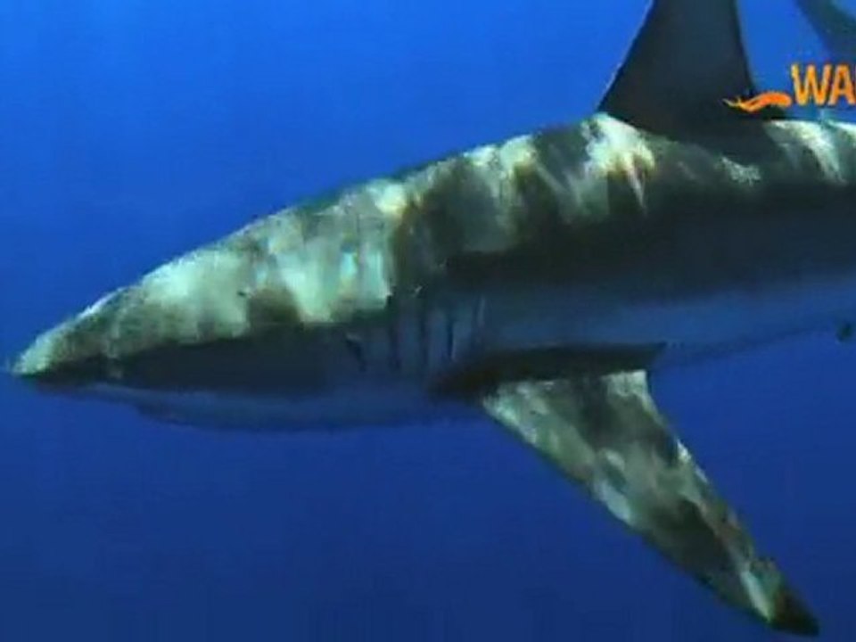 WAPALA Mag N°32: Sensations fortes en kitesurf, Windsurf au