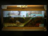 Turtle Tanks For Sale