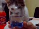pepe il gatto che beve dal bicchiere.......