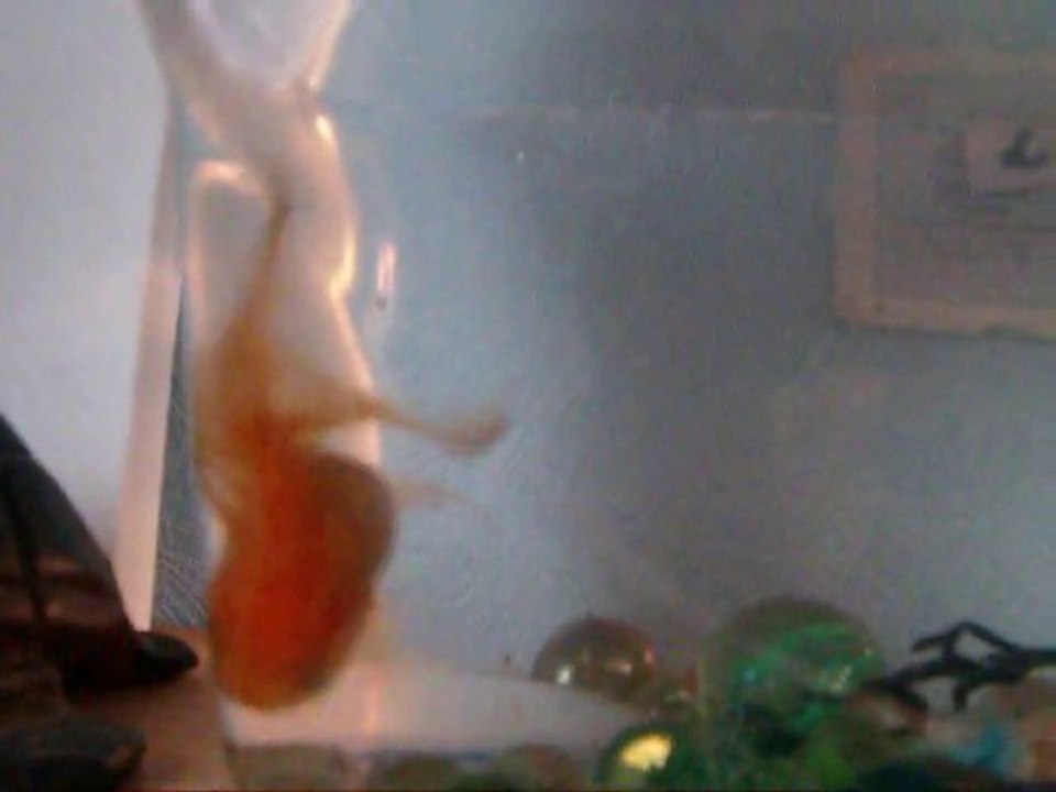 Dos "presque" crawlé