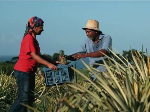 COMITE DU TOURISME DES ILES DE GUADELOUPE. L'agriculteur