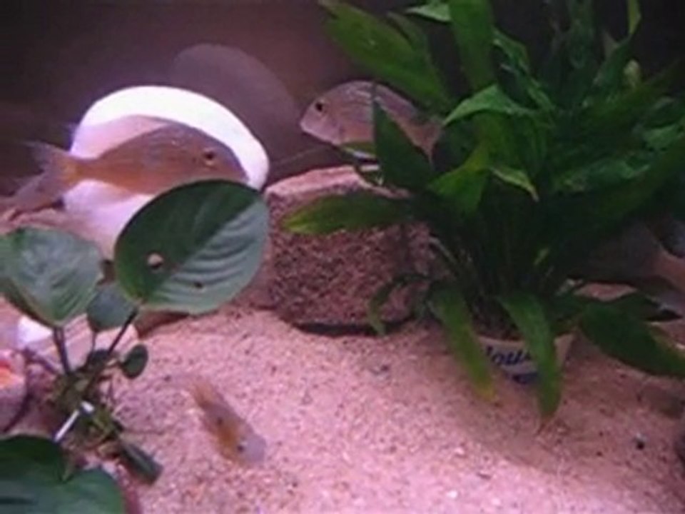 Geophagus Pindare