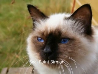 Large Domestic Cat Breeds