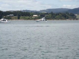 Orca's in Bay of plenty, NZ