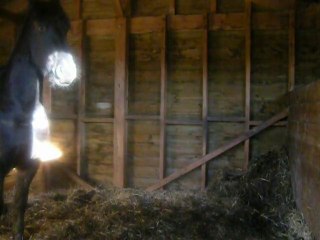 POULICHE FRISON 3 ANS
