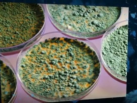 Getting Rid of Mold Glens Falls