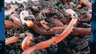 Organic Gardening, Worm Composting: Making a Worm Bed
