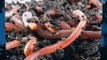 Organic Gardening, Worm Composting: Making a Worm Bed