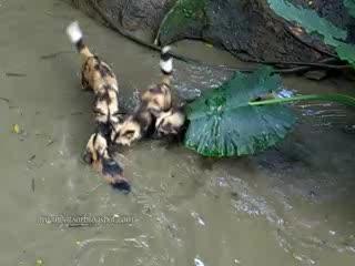 Hunting Dogs Playing at Zoo