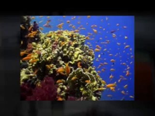 Enjoy The Maximum Pleasure With These TV Wall Mounts