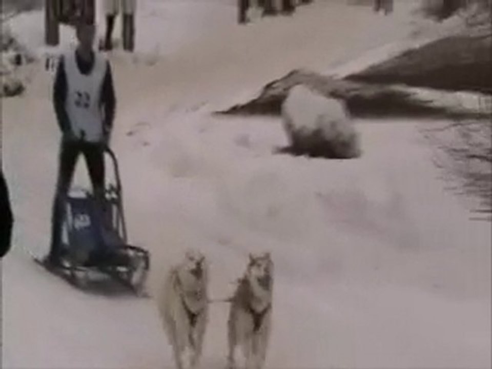 Nos premiers pas en traîneau à chiens