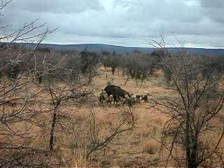 Wild Dogs Hunting