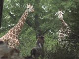 Wild Dogs Playing with Deer Hide