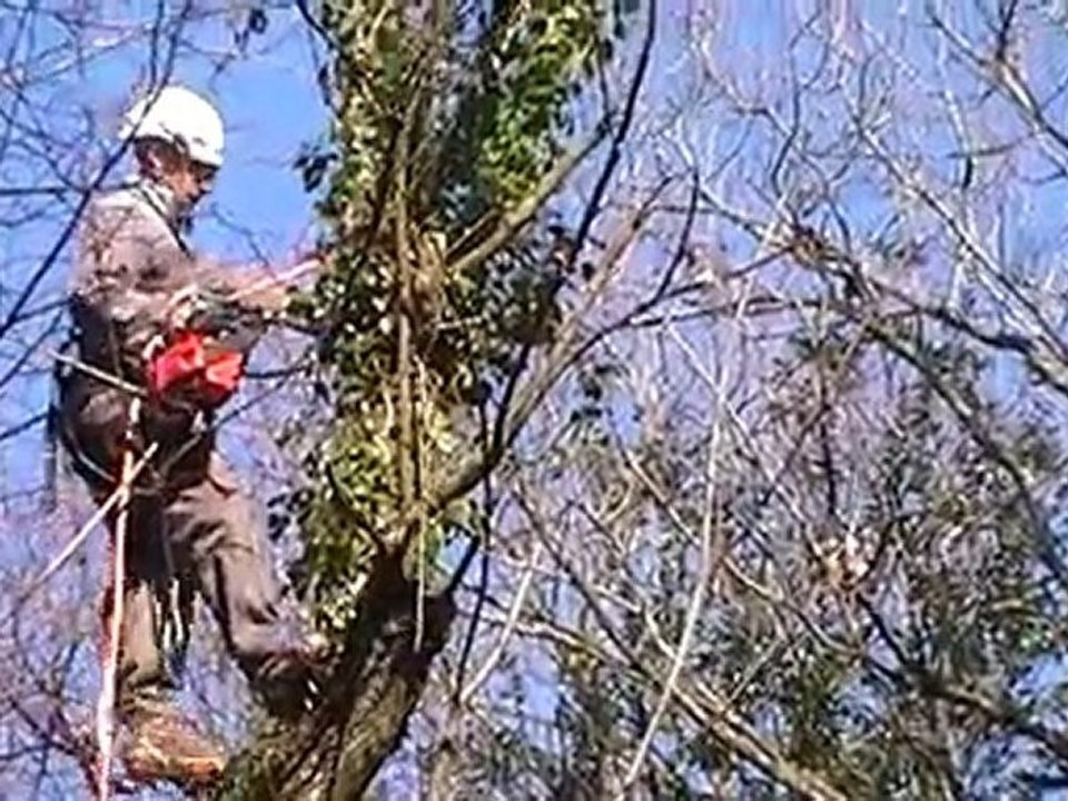 élagage d'arbre,pour des chasseurs de palombes...