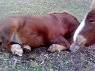 mes 2 chevaux lourd Olwen et Azur son fils