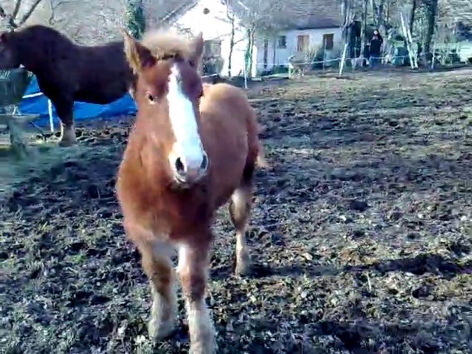 Azur petit poulain de trait (maman bretonneXcomtois)
