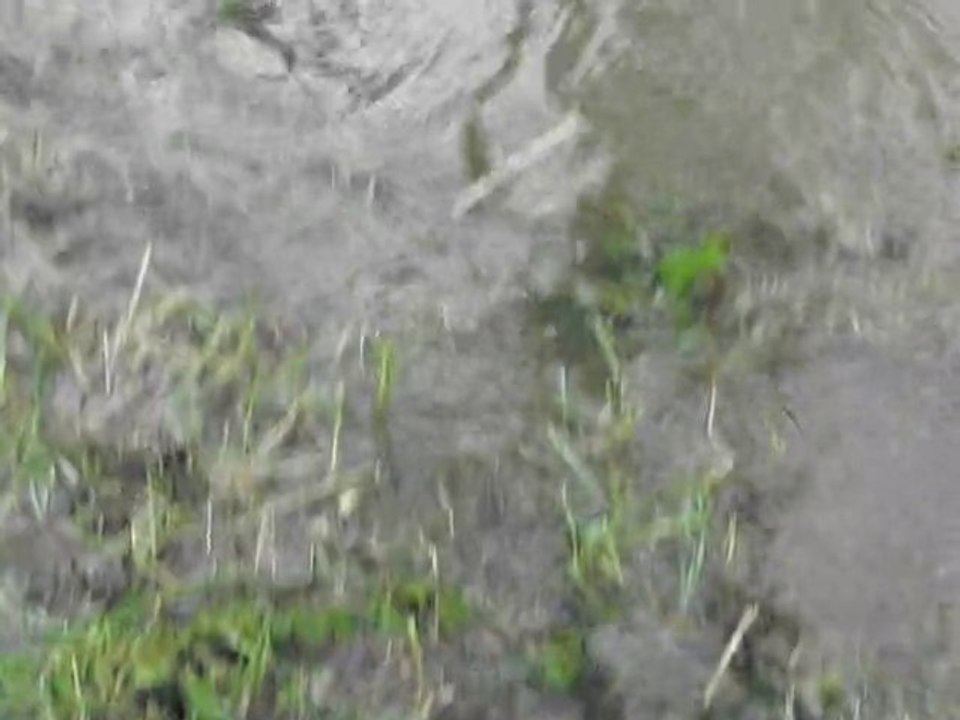 La taupe et les inondations à Poulseur 2011 Belgique